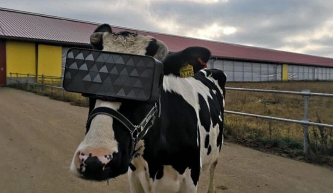 روسيا تستخدم الواقع الافتراضي لتدليل الأبقار وتحسين الحليب