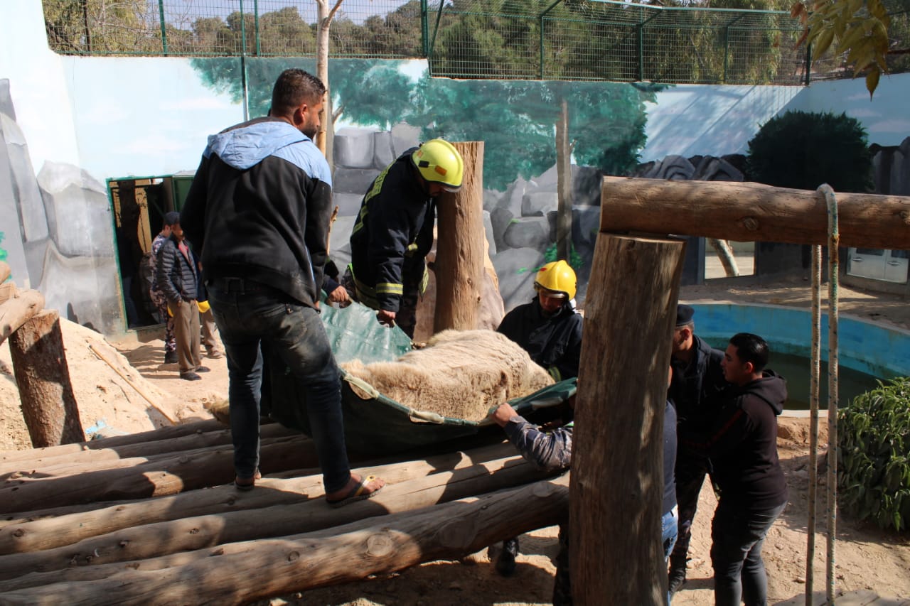 الدفاع المدني يساعد بنقل دب لإجراء عملية جراحية له في حديقة غمدان للحيوانات